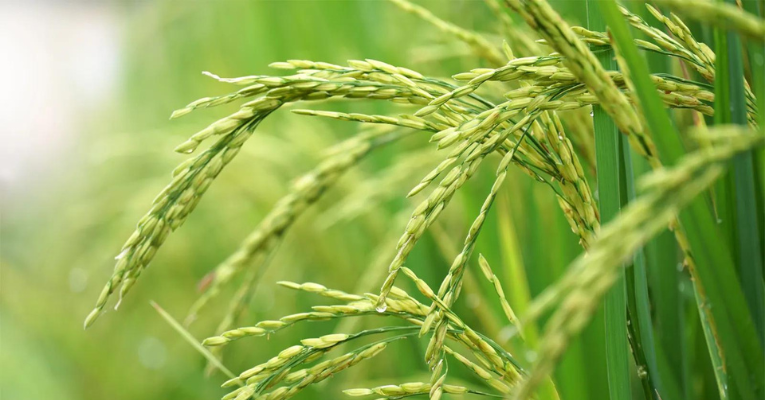 rice